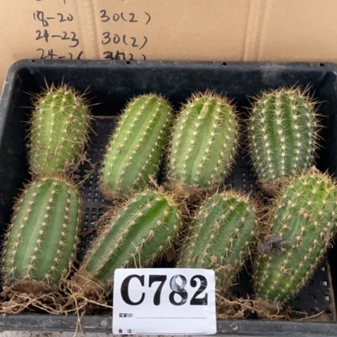 种子苗毛花柱c 782