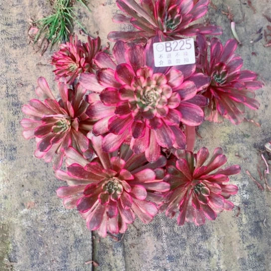 多肉植物紫月225