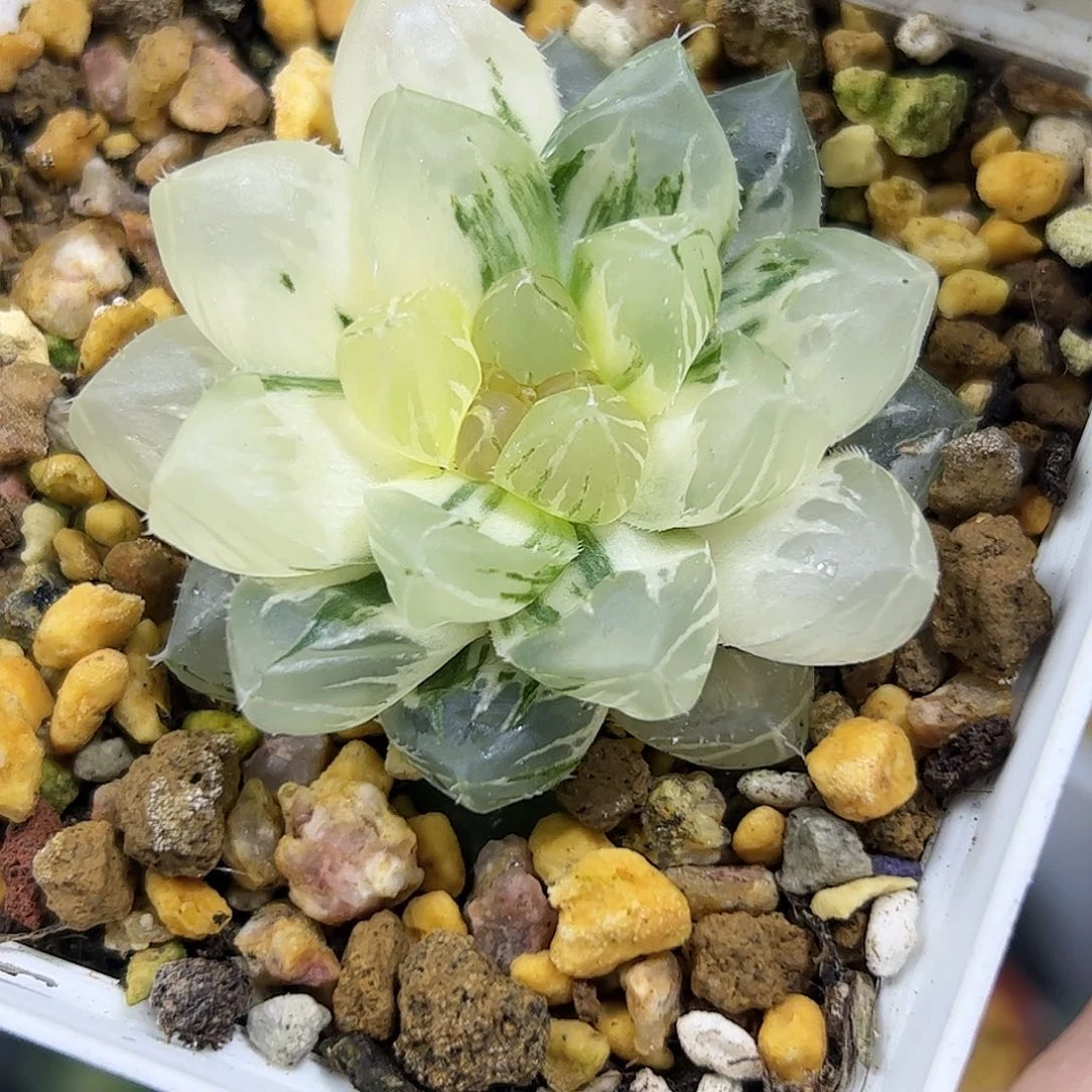 龙爪锦十二卷多肉植物