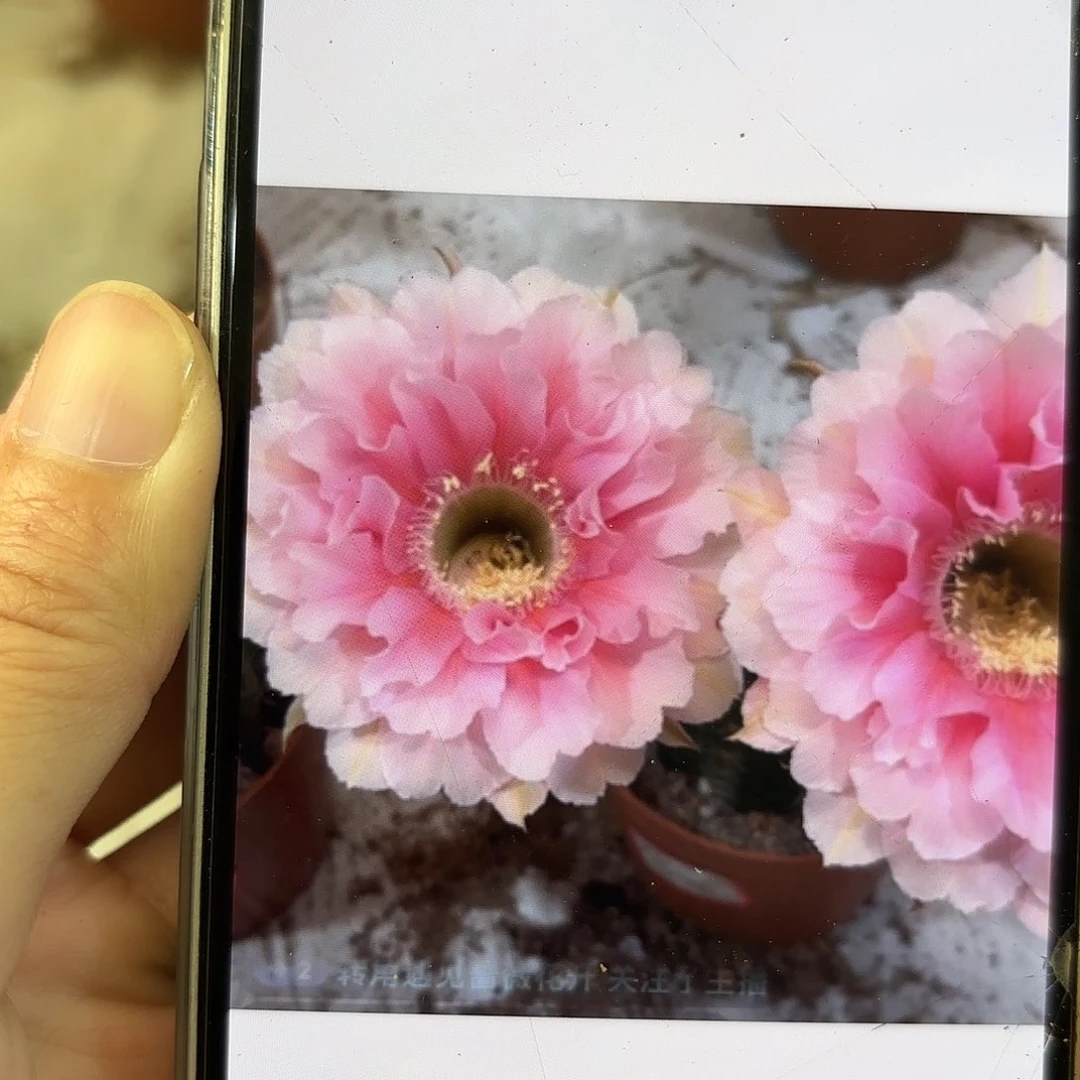 彩草珊瑚7公分左右