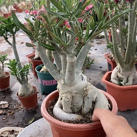 【闪购商品】无花朵Z*绿植