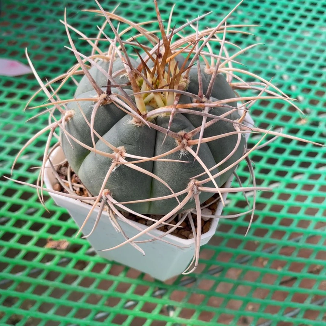 鹿角柱实生仙人球光琳玉