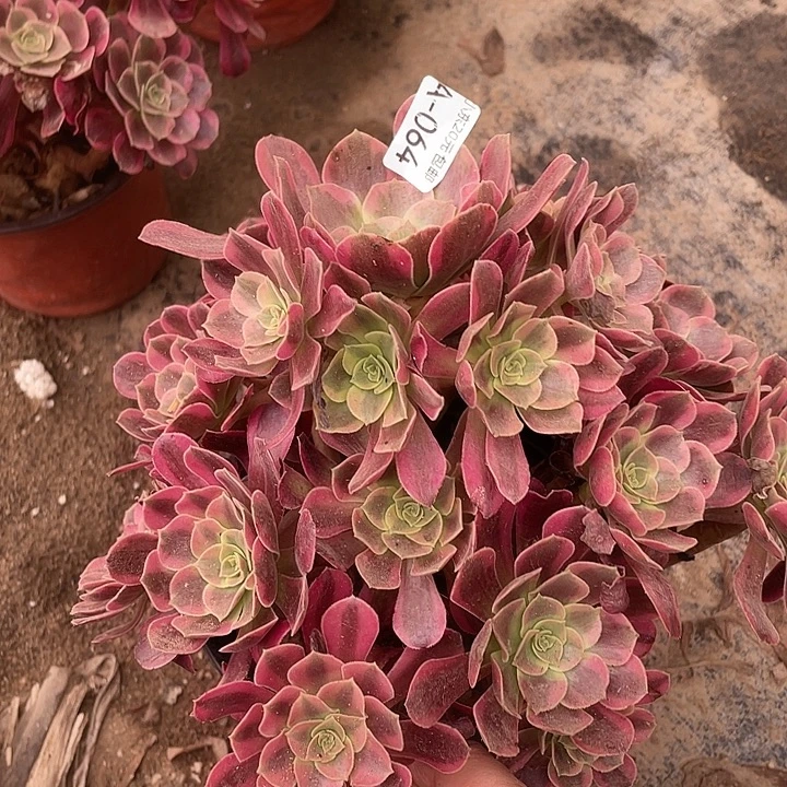 64凤冠多肉植物法师