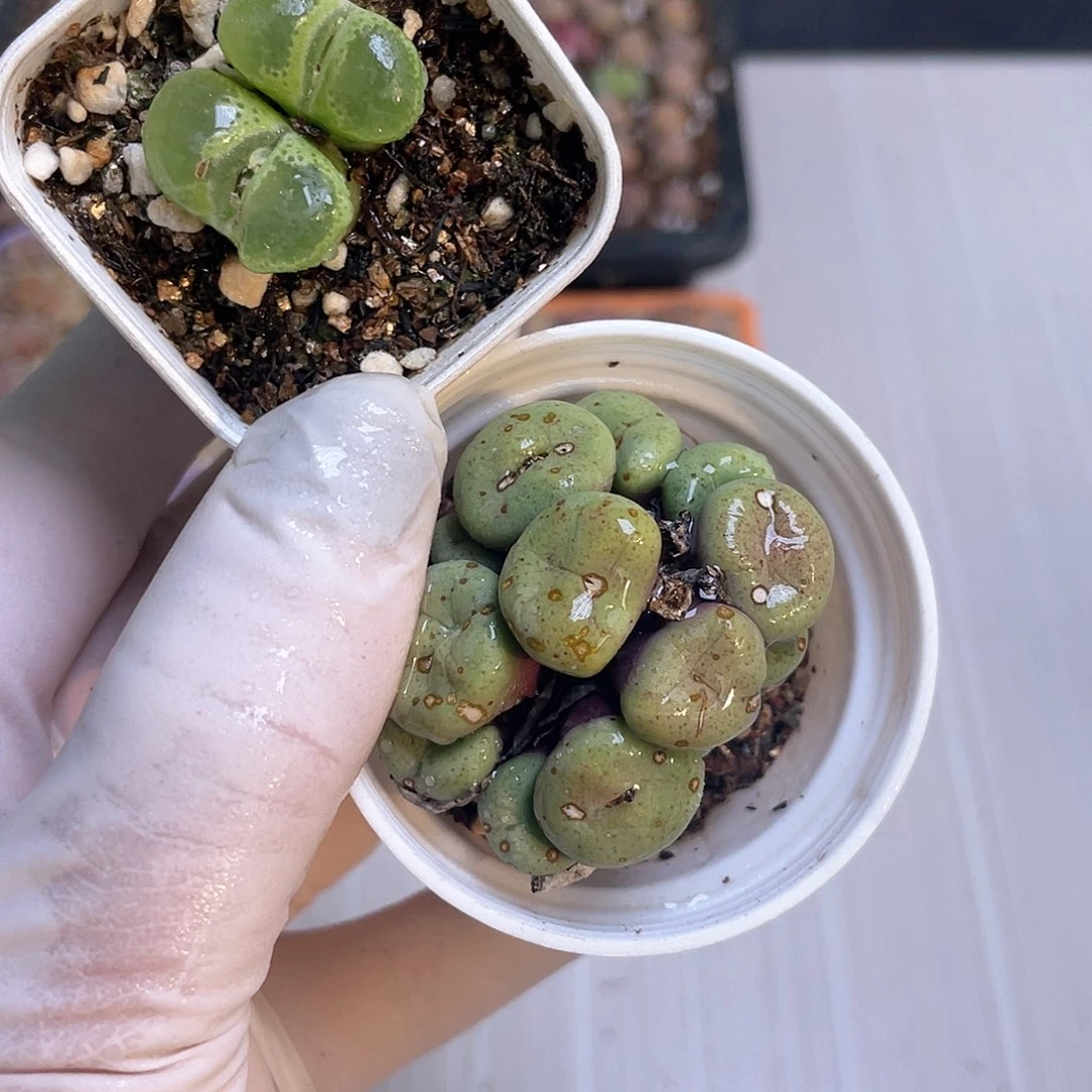 286 带盆土发货……………………