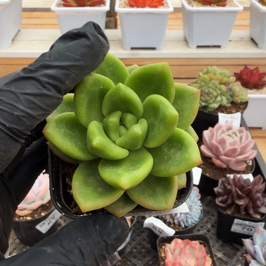 0923-71贵妃芒果单头