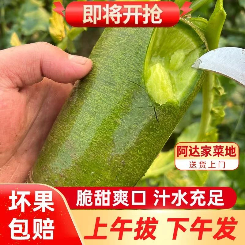 正宗沙窝萝卜送2斤