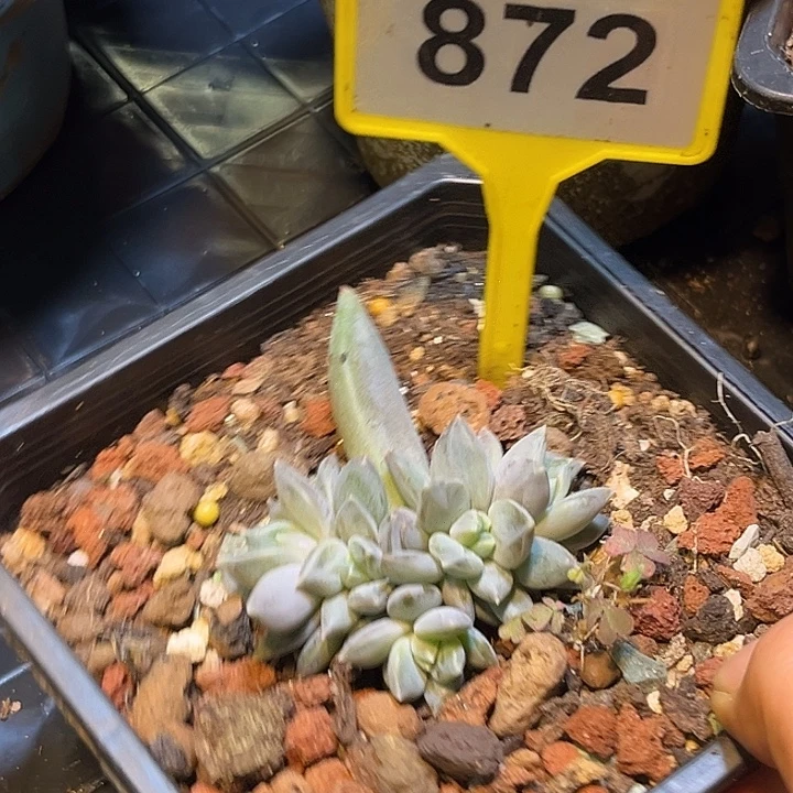 多肉植物邀月美人872