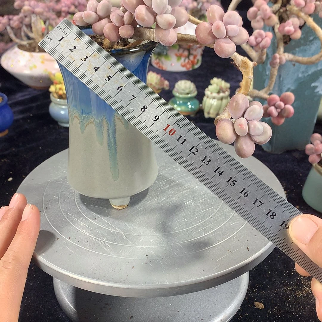 10号不带盆偏远的不包邮的