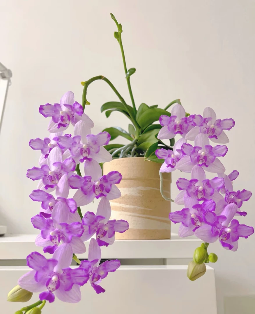 耐热夏花《紫水晶》3.0寸杯 苗子不带剑发货 凑满两颗包邮