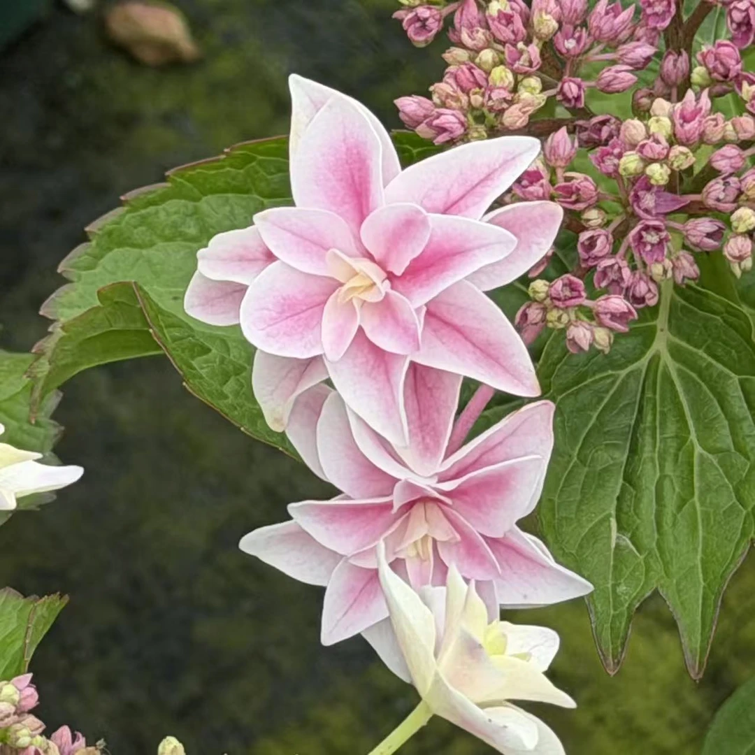 【阿涛 】 狮子王 新品绣球花苗大苗室内阳台庭院多花植物