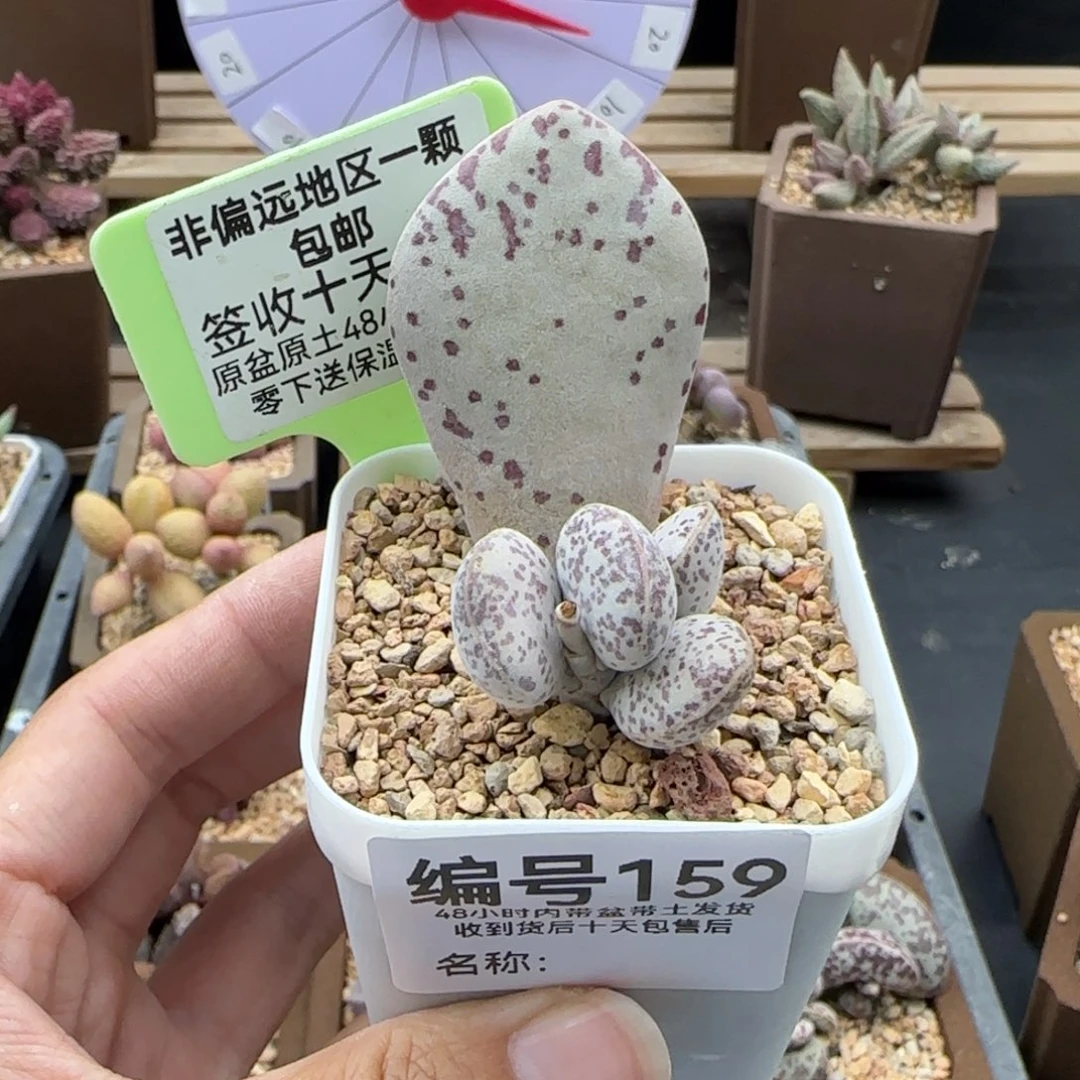 159变量多肉植物