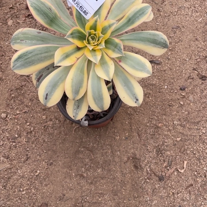 多肉植物灿烂单头921