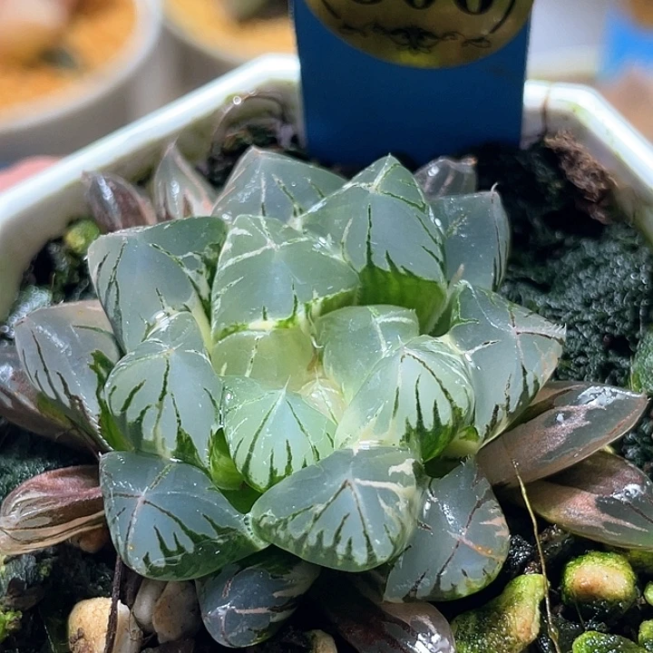 806北极之恋锦特选福利