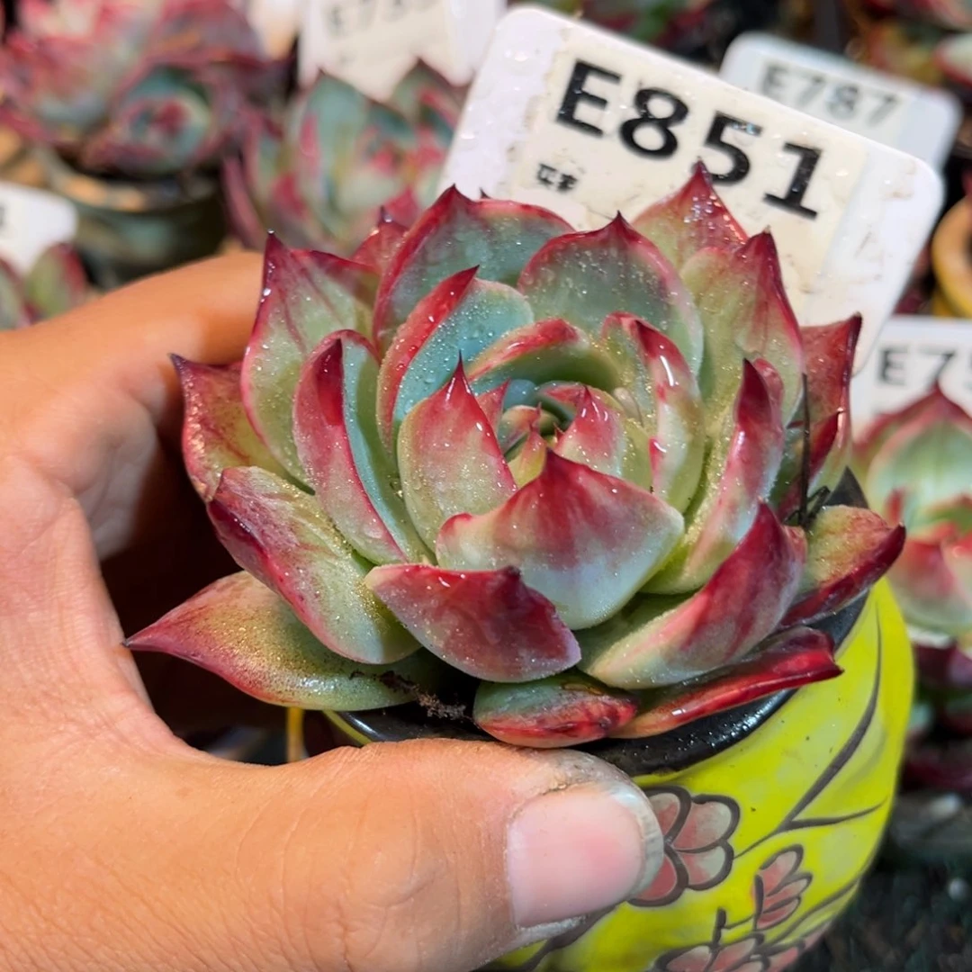 惊鸿一瞥851号多肉