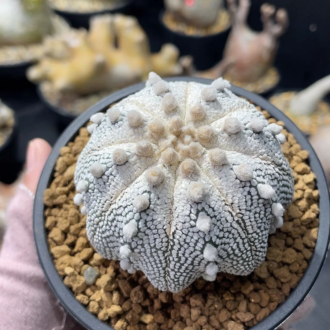 奇迹兜7公分带盆发货