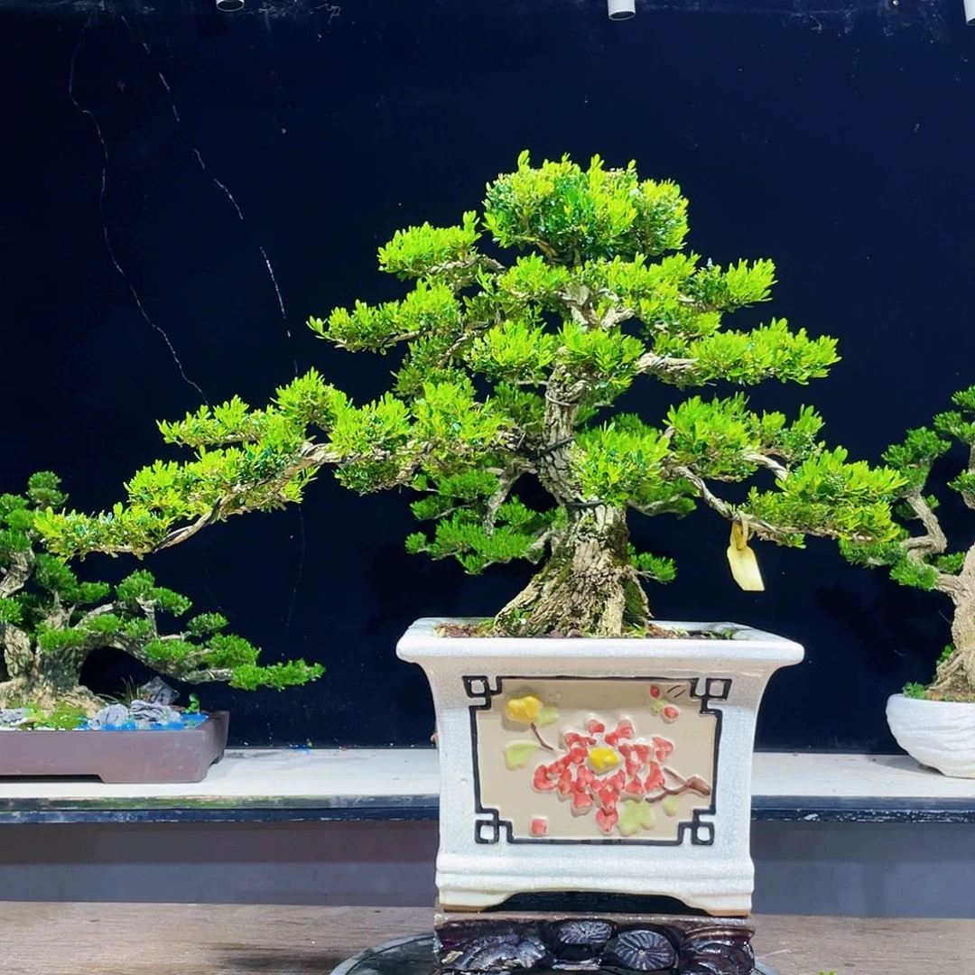 生**起黄杨盆景四季常青