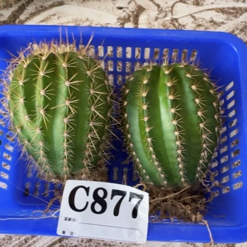 种子苗毛花柱c 877