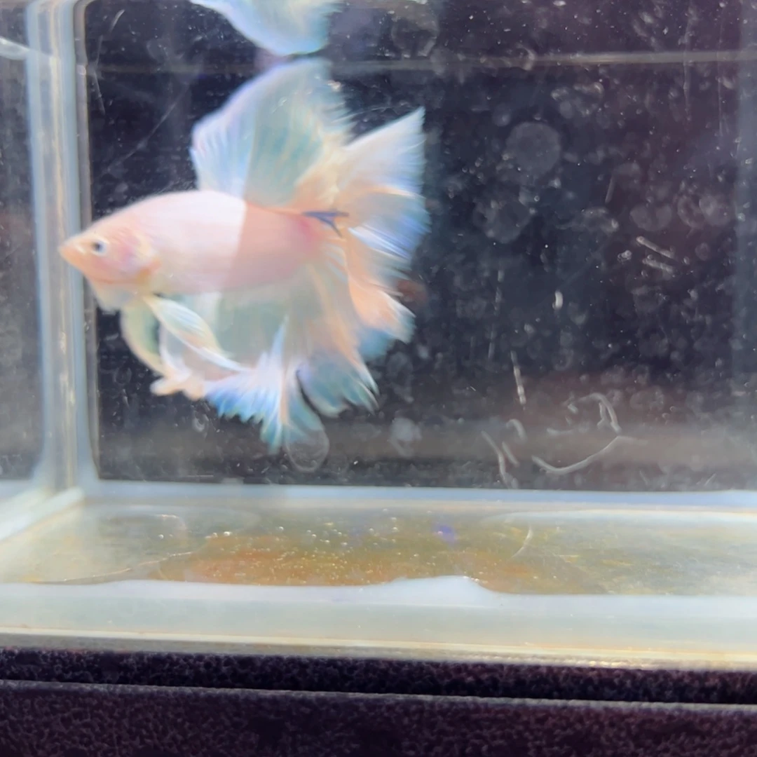 斗鱼浅色特殊尾hhhh