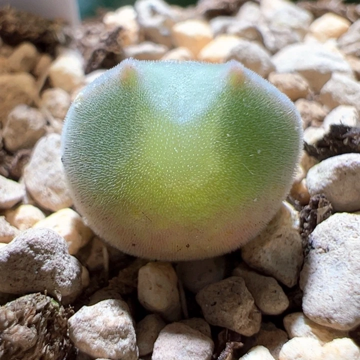 723 青蛙2年大眼睛。啾啾耳。小球体