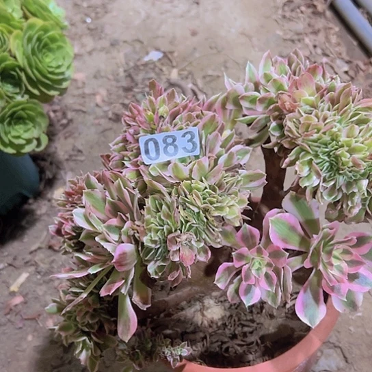 佰***研多肉植物一个女巫