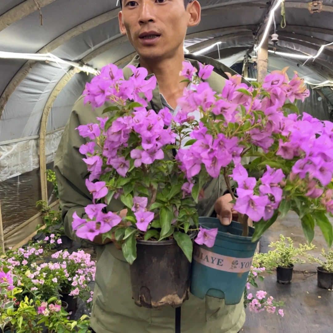 完全开放（暗斑巴西紫）三角梅会落花落叶会光杆苗有大有小