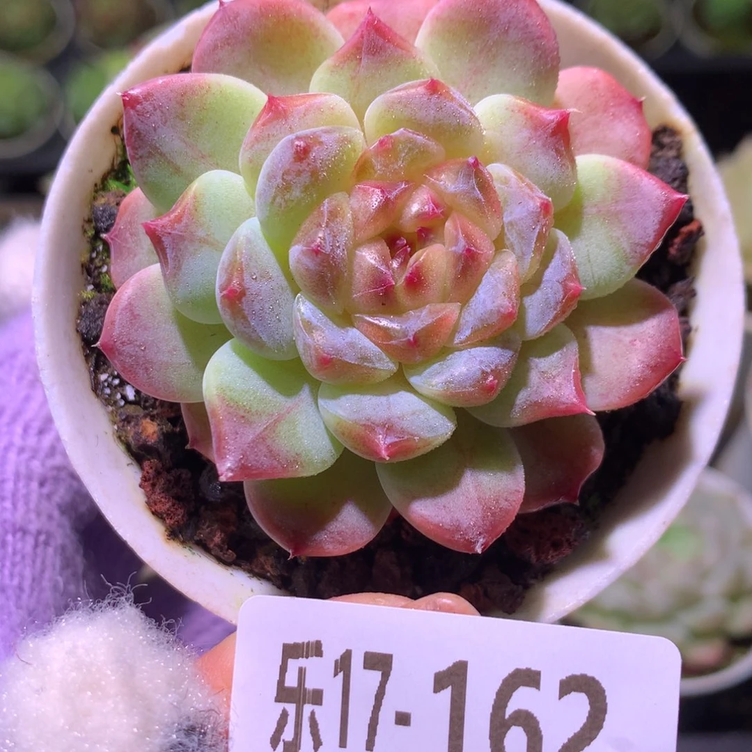 乐然17-162 秘境冰魄