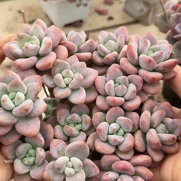 洛神多肉植物的生长