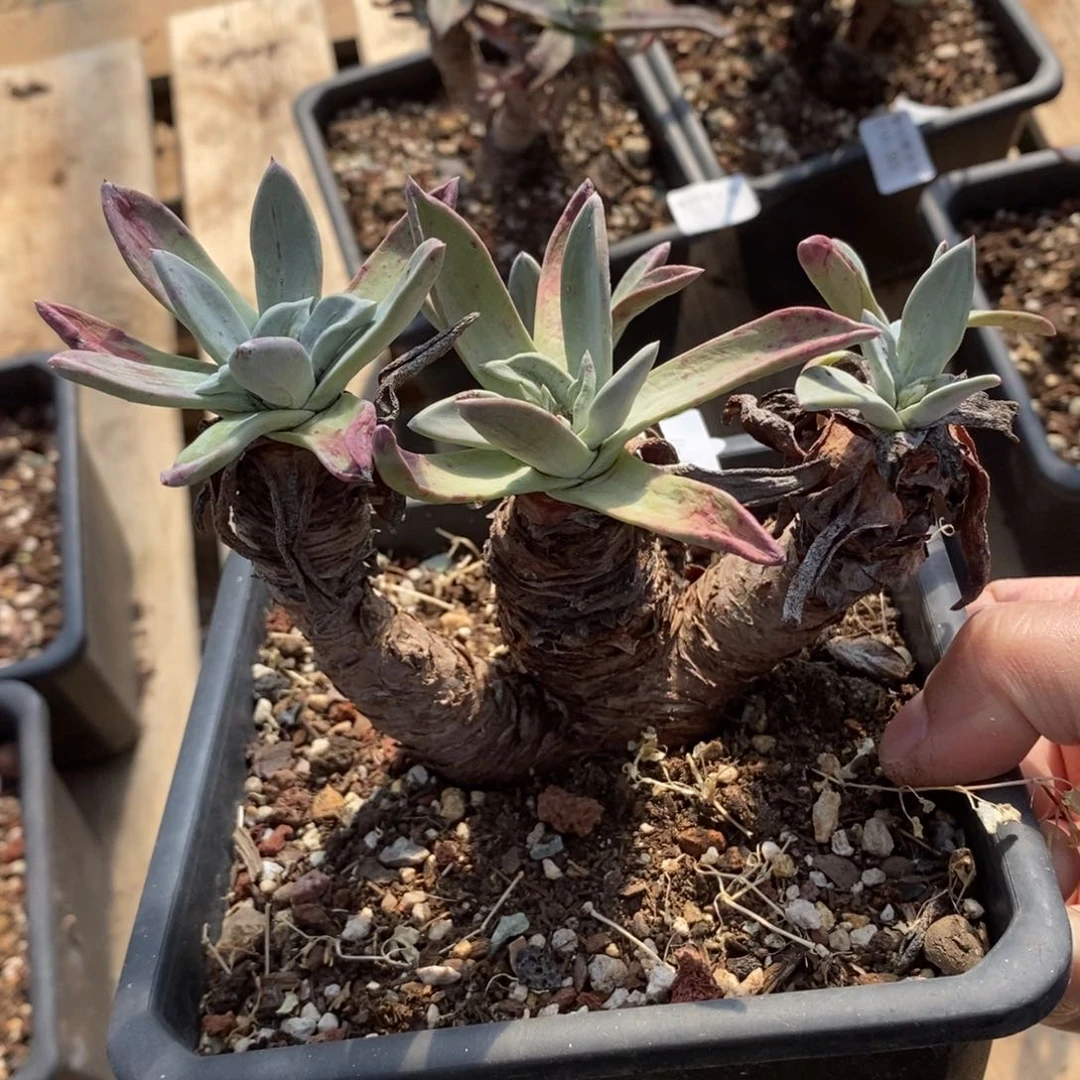 17号苹果叶瑕疵瑕疵