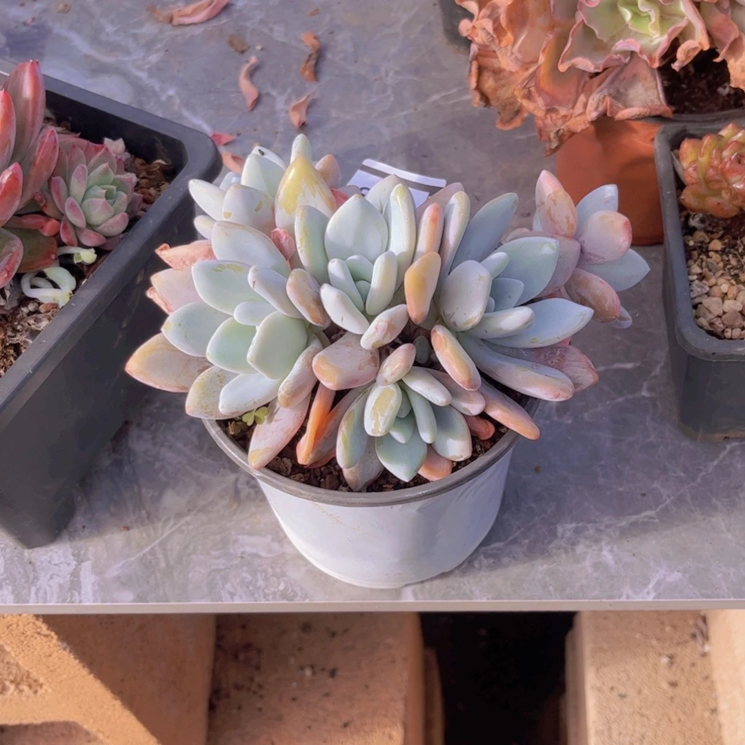 粉兔多肉植物2355