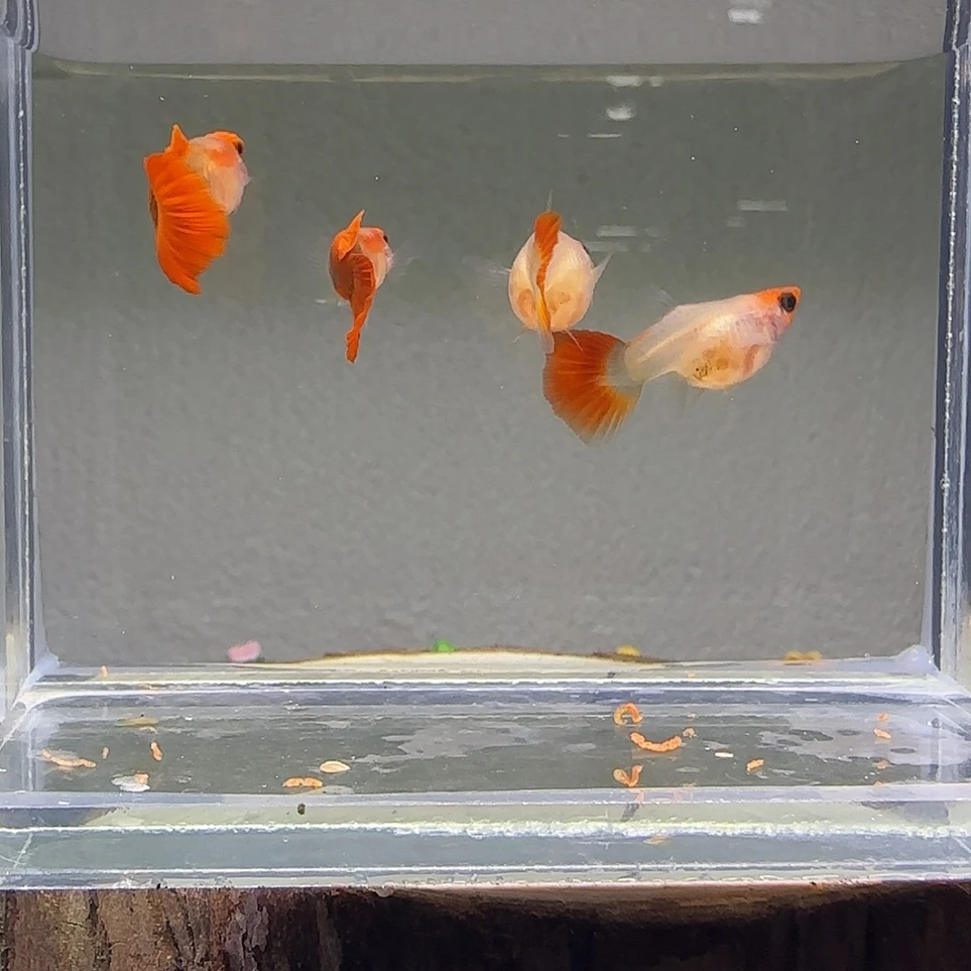 孔雀鱼深海蓝短体2对14