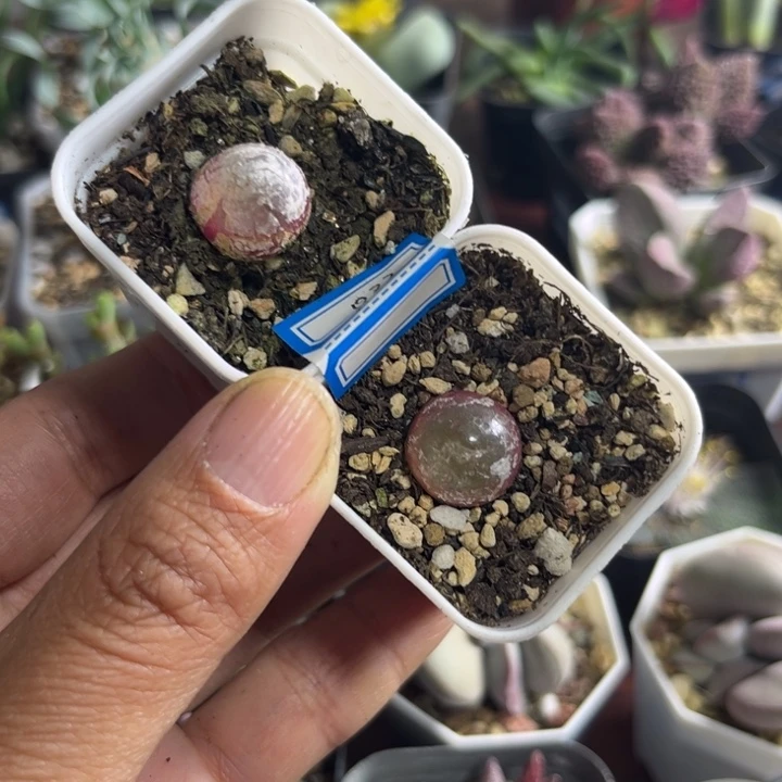 022 灯泡2颗一组多肉