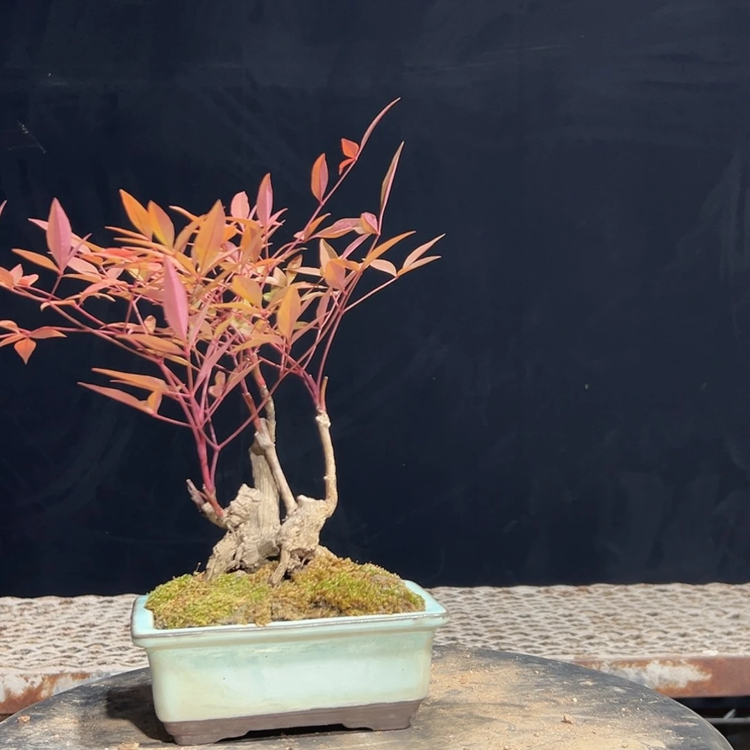 不开花植物9999999999