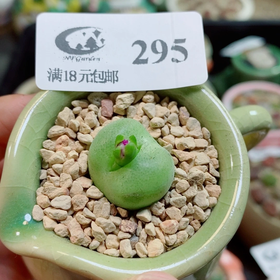 生石花花花花开了295