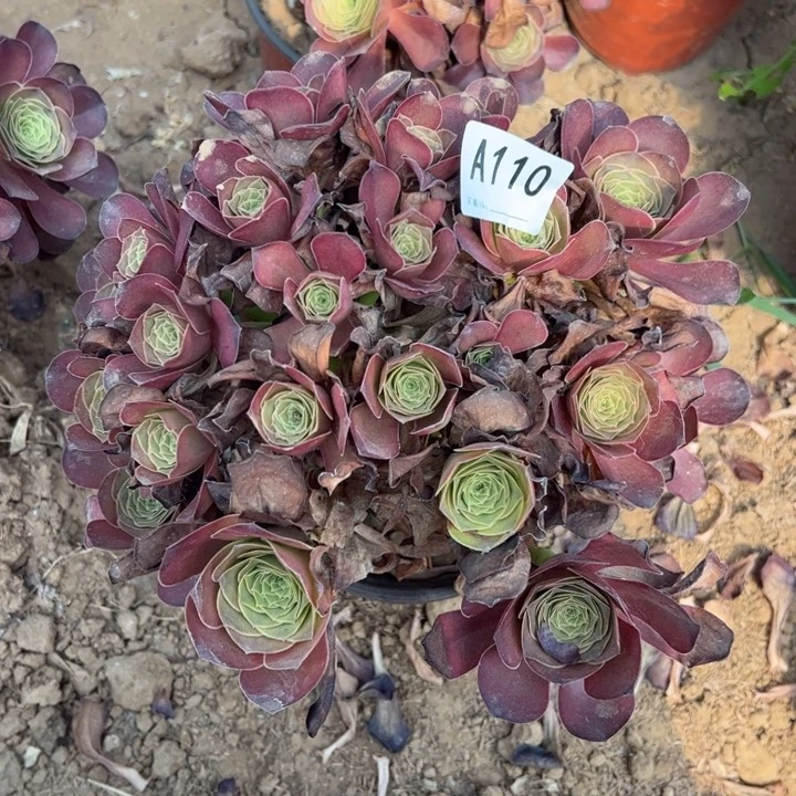 魅金玫瑰多肉植物110.