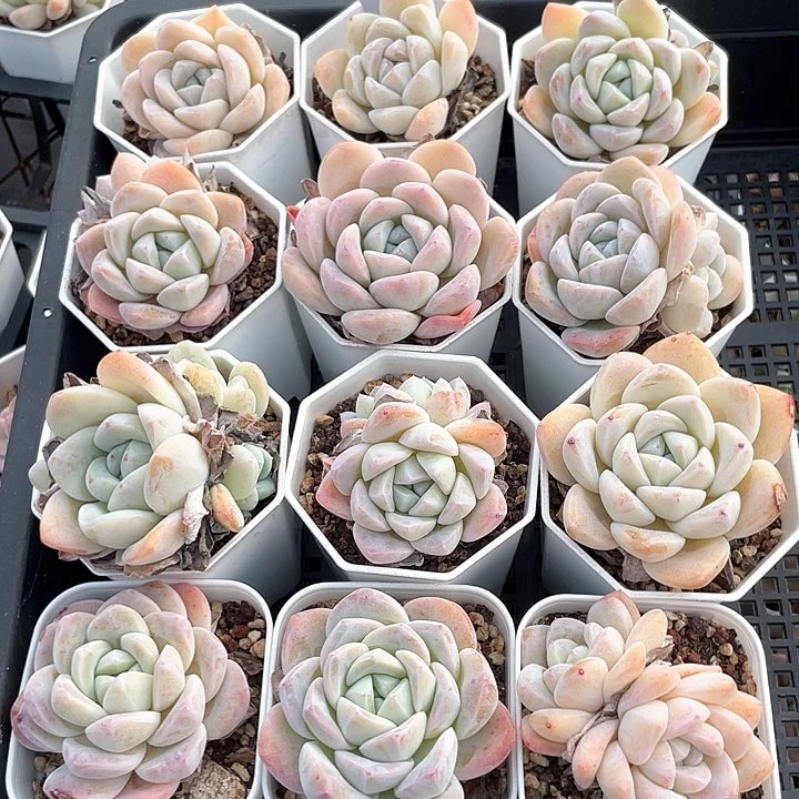 薇薇安园艺多肉223