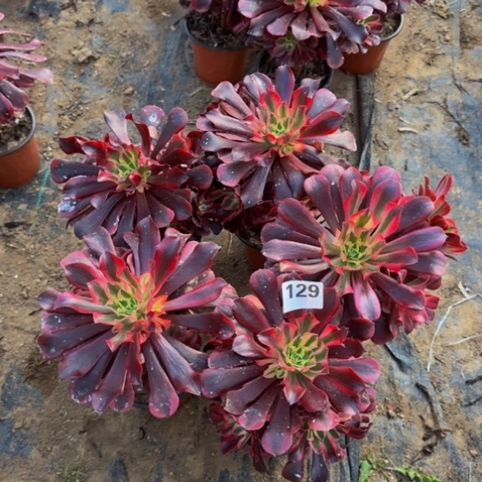 美杜莎5棵3号棚129