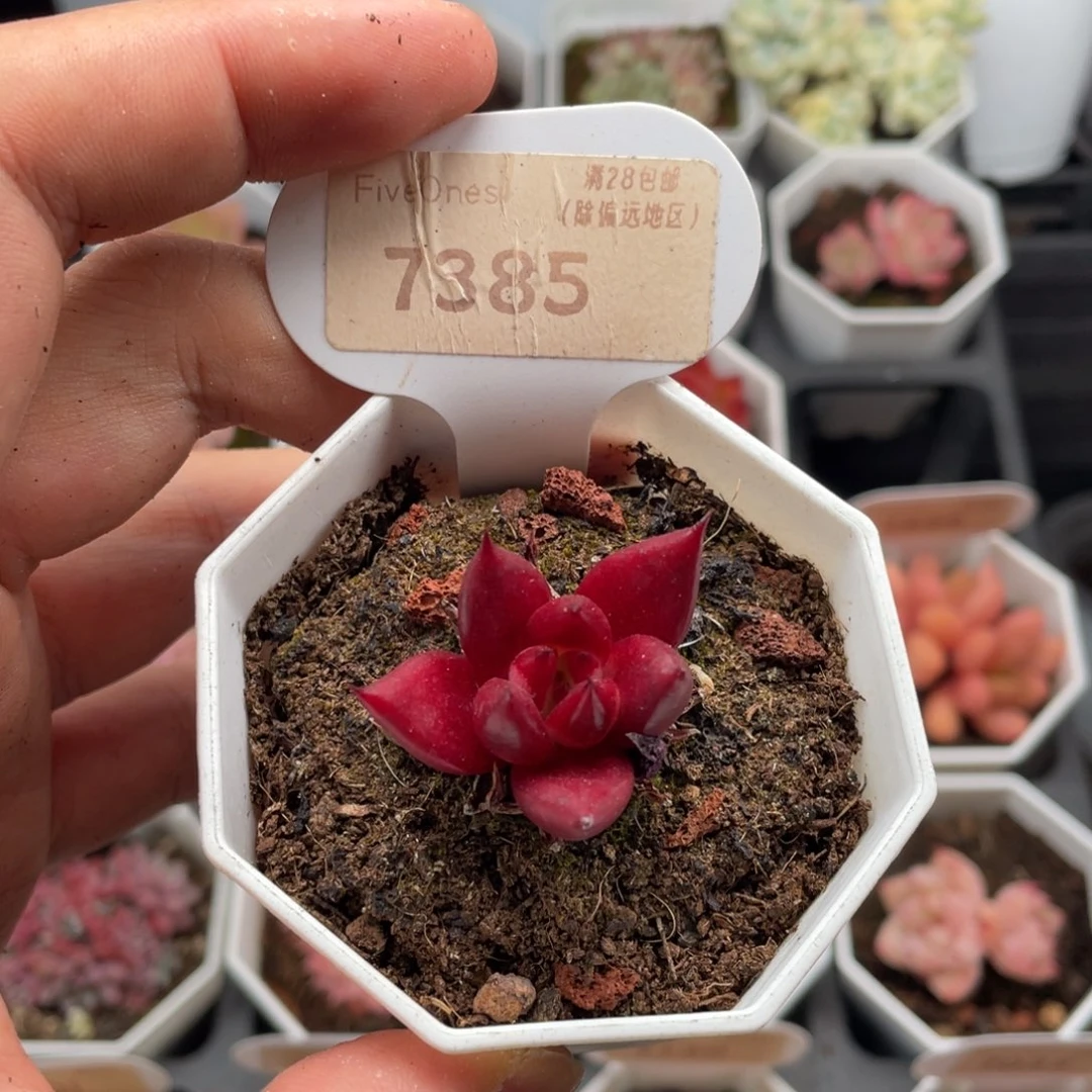 罗宾7385-3.5厘米
