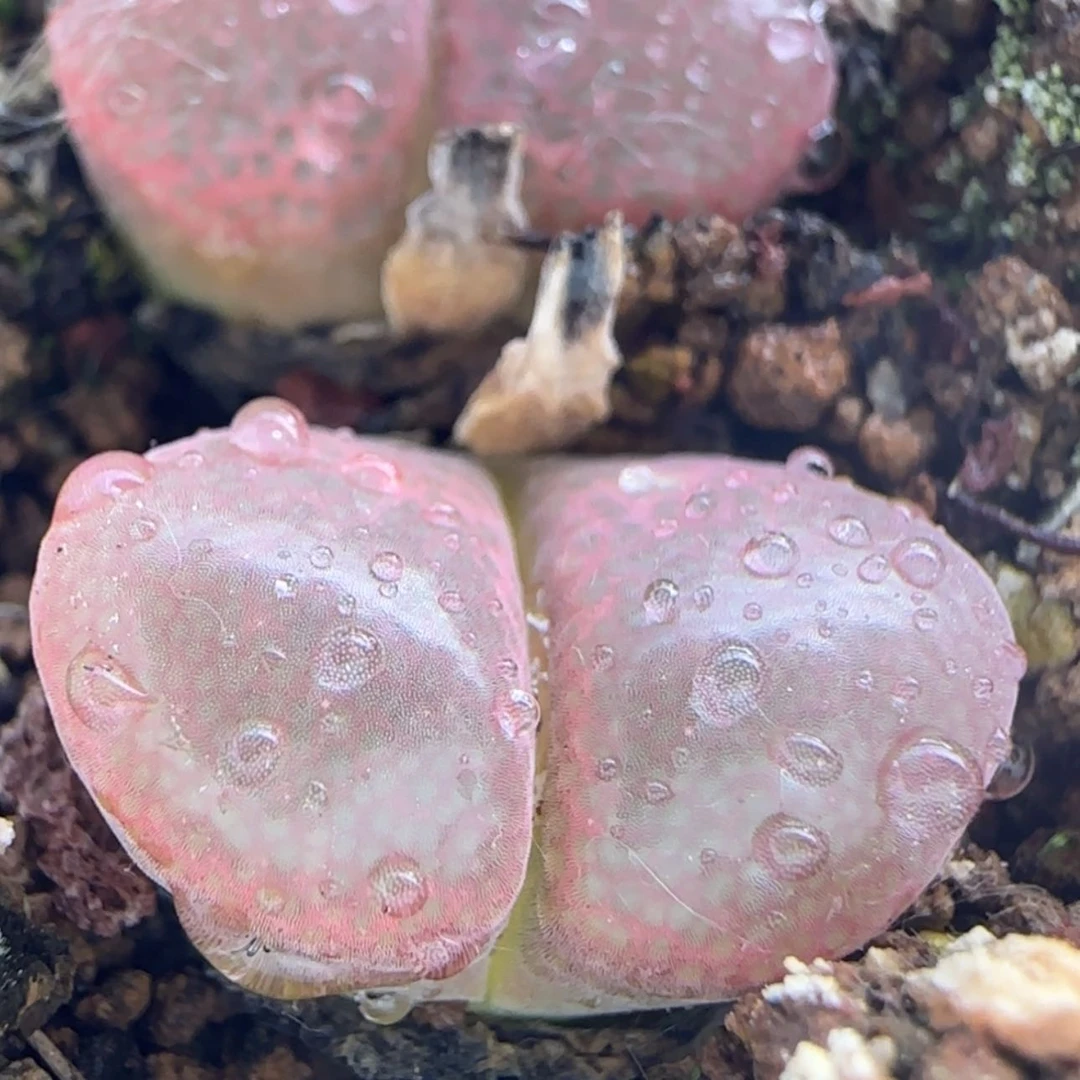 【闪购商品】阿*12685