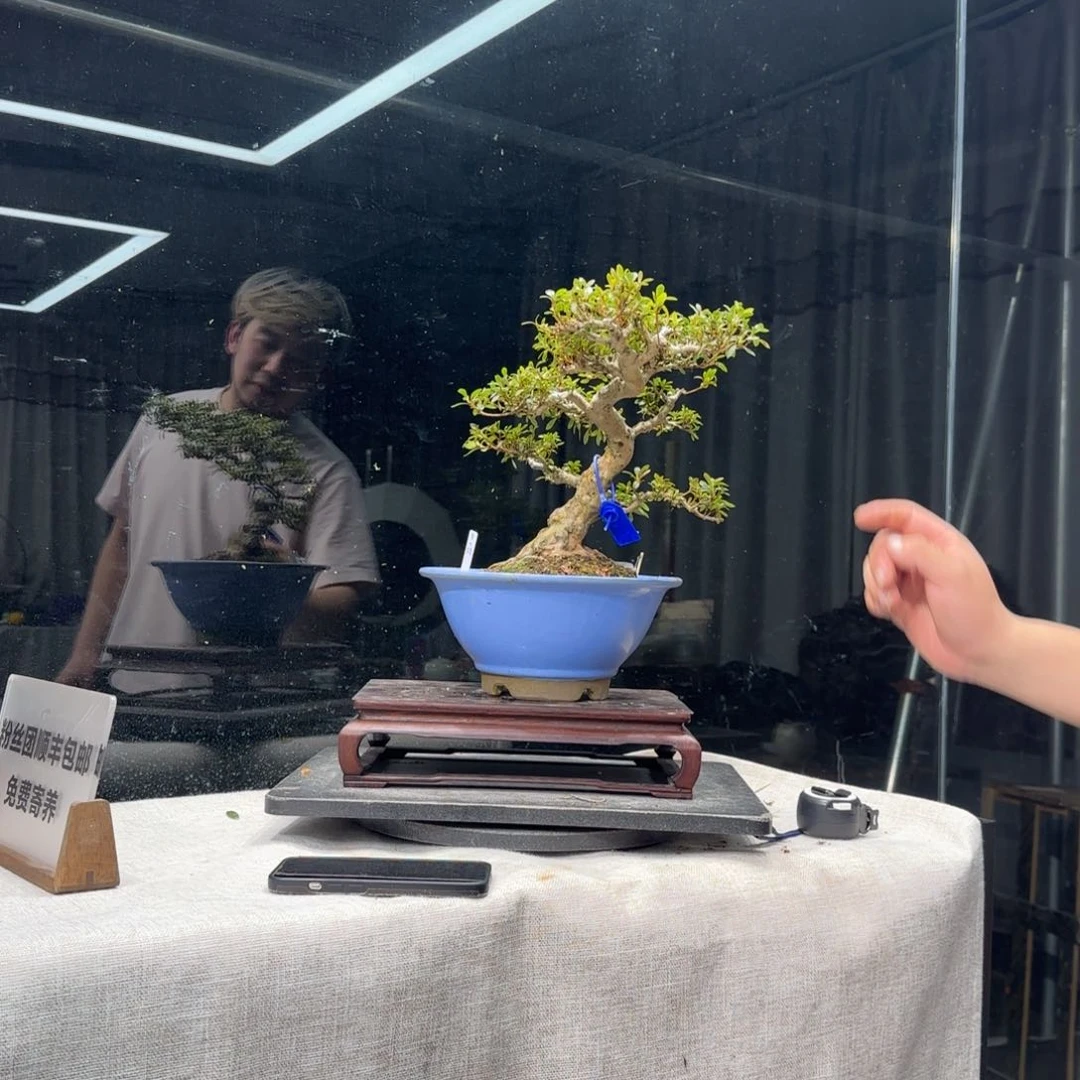 梦**球花卉苗木花卉苗木1369