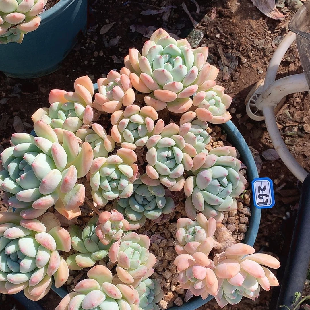 267望舒一物一拍多肉