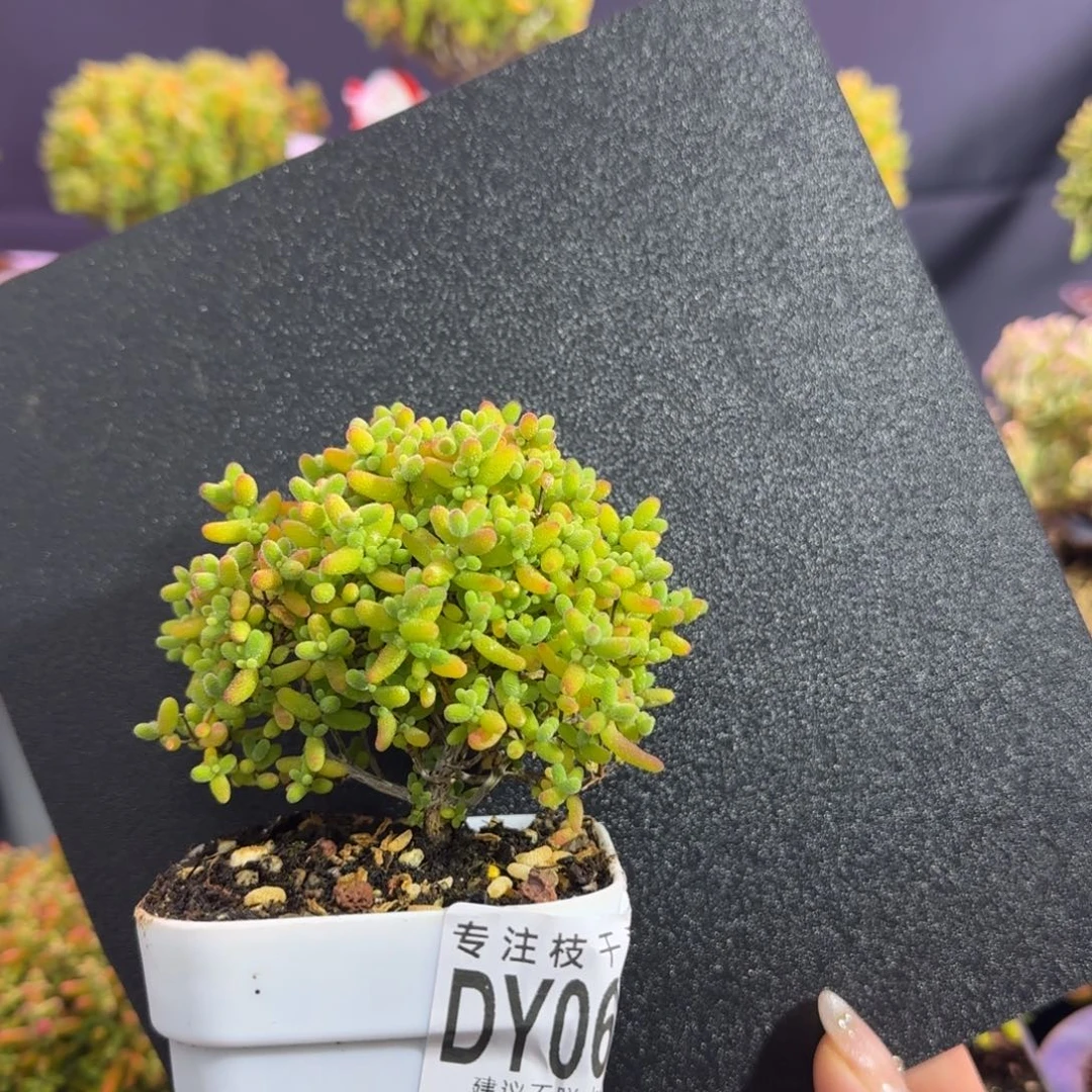 dy0616精控蜜橘老桩