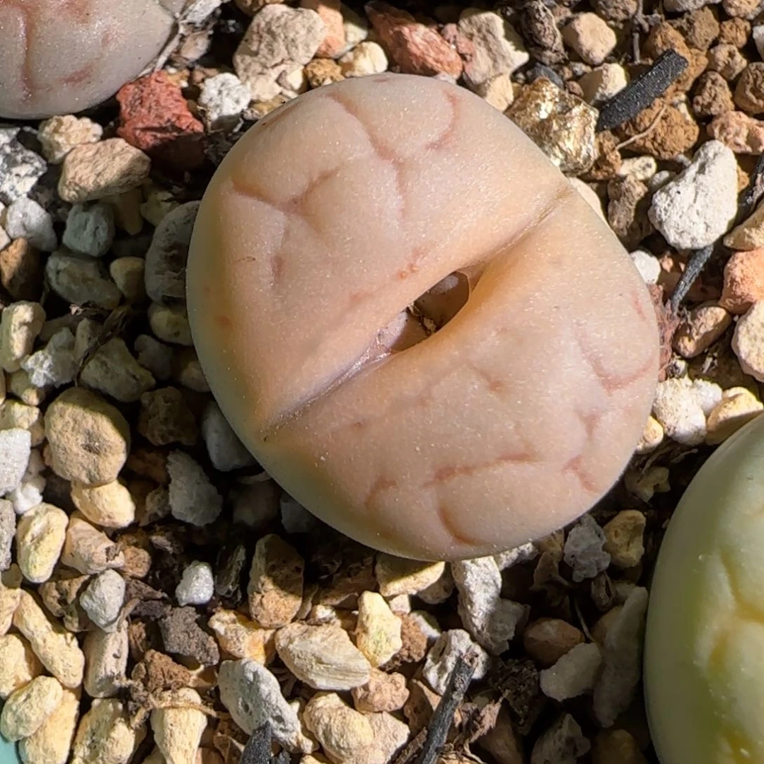 1.18，下播福利，女蛙石，9025