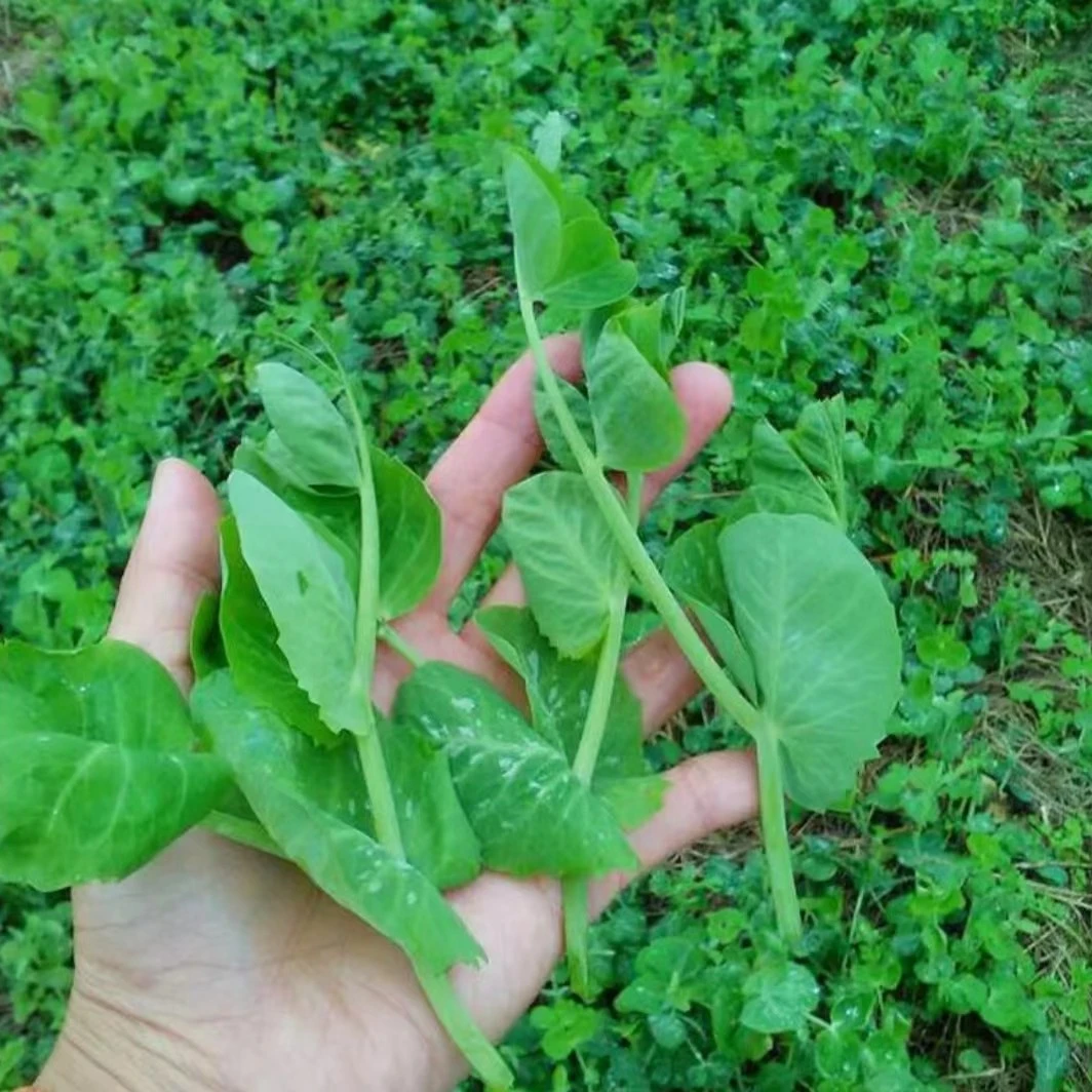 【豌豆尖种子】无须豌豆苗种籽尖芽苗菜种子四季蔬菜豌豆尖