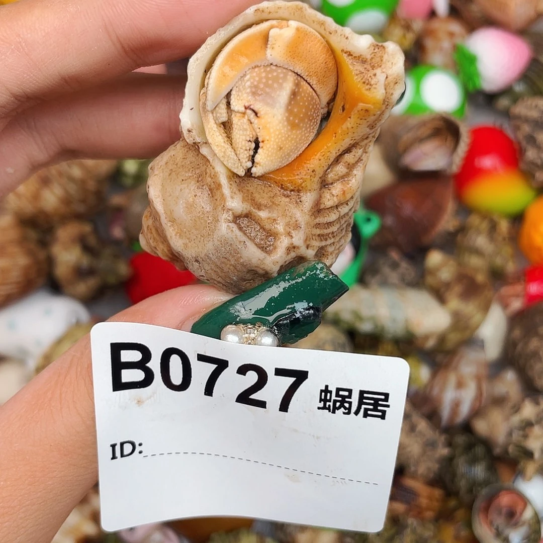 寄居蟹寄居蟹0727