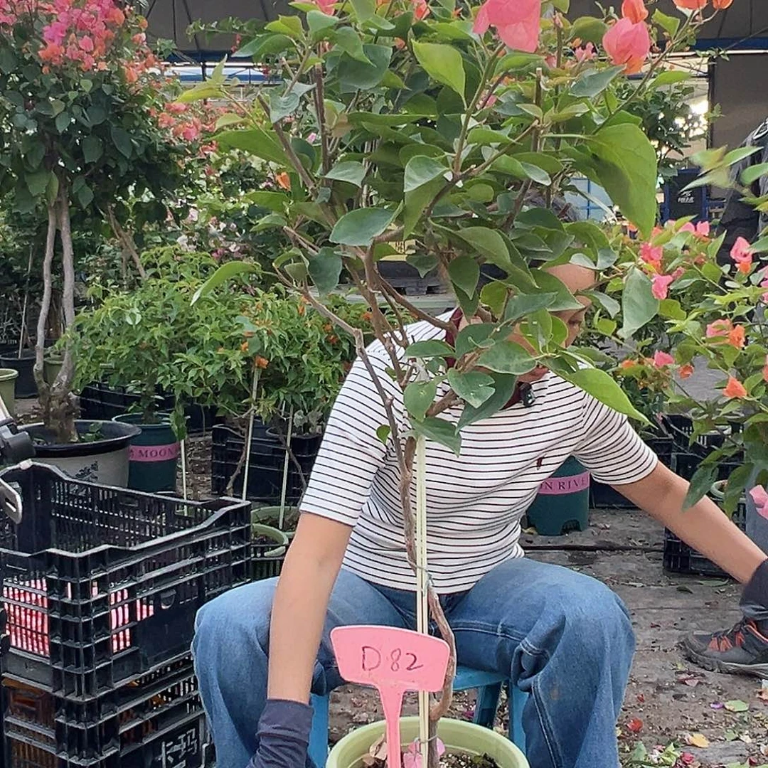 广***净大部分花苞少量开放D82波妹