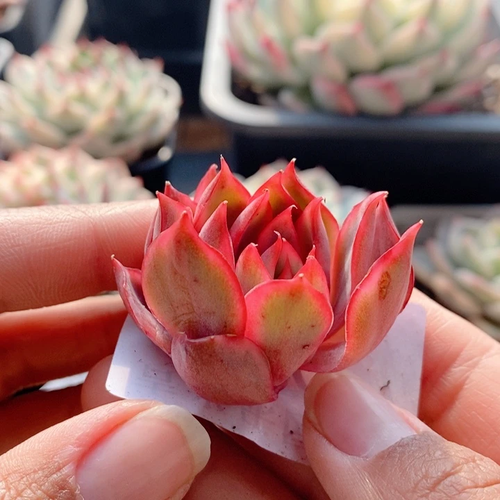 宝莲灯锦头盖多肉植物