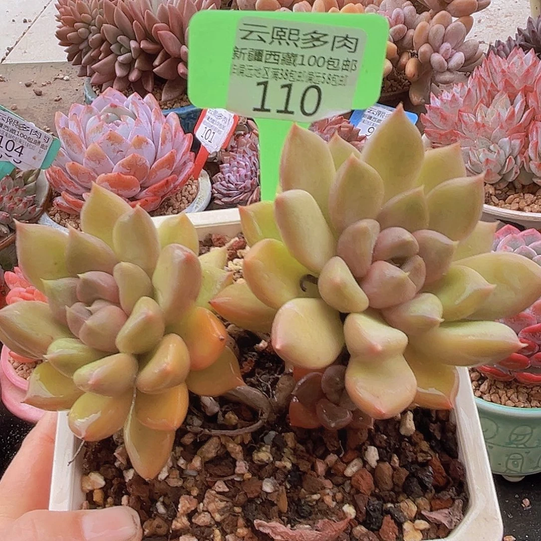 110红象牙多肉植物