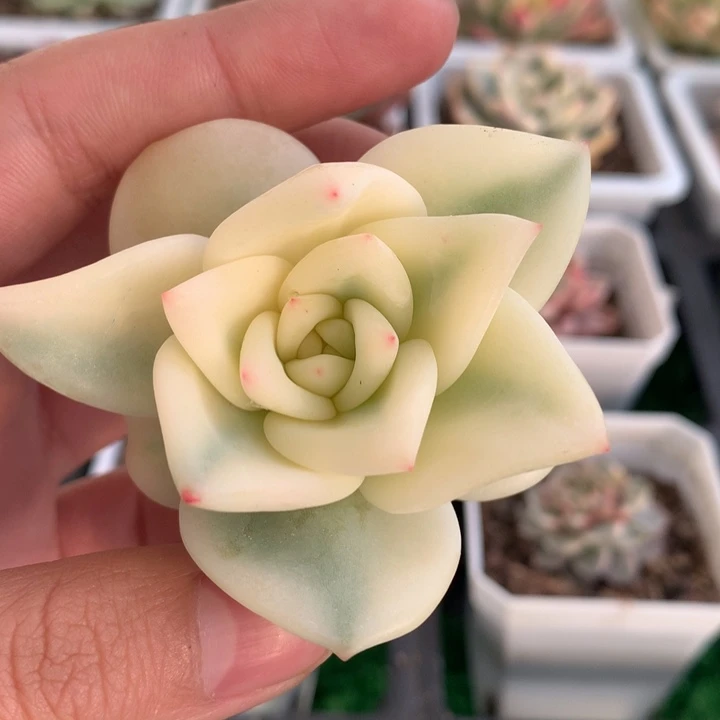 虚*伊丽莎白，锦哥多肉