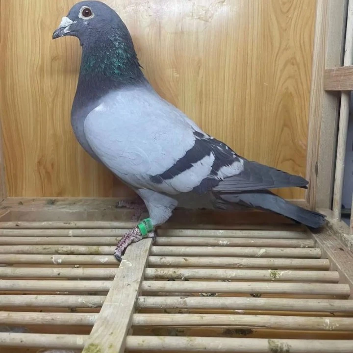 鸽子足环，赛鸽，种鸽，苍白，纯黑，纯白，红色，麒麟花，银色，