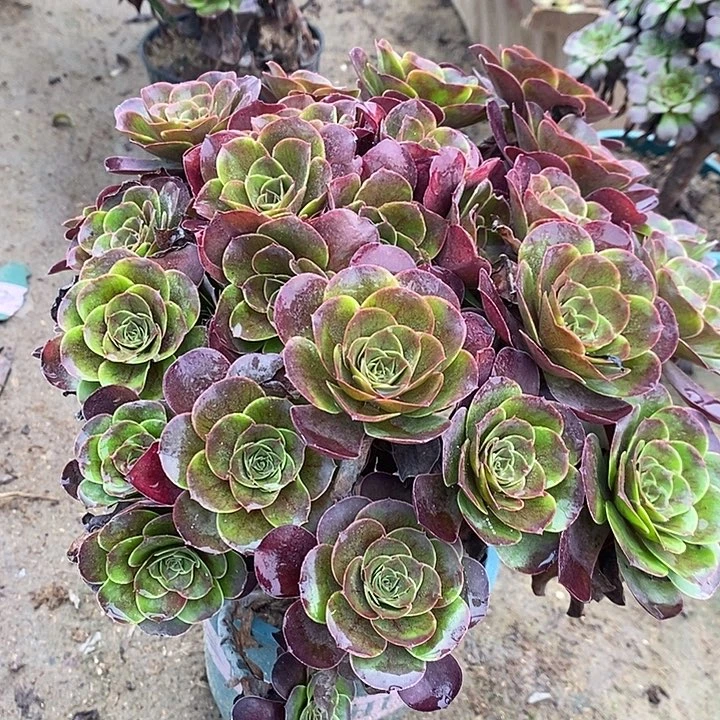 魅金玫瑰多肉植物025